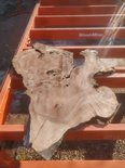 Claro Walnut Cookie Lumber