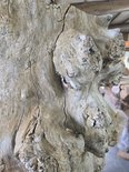 Cottonwood  Log