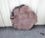 Claro Walnut Cookie Lumber