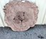 Claro Walnut Cookie Lumber