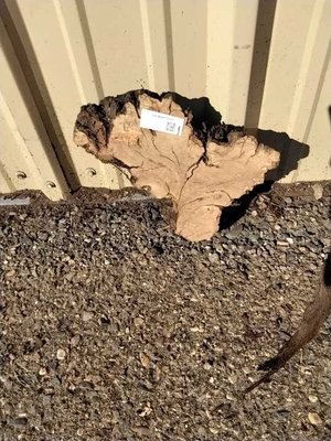 Olive Wood Other Lumber