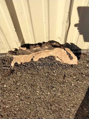 Olive Wood Other Lumber